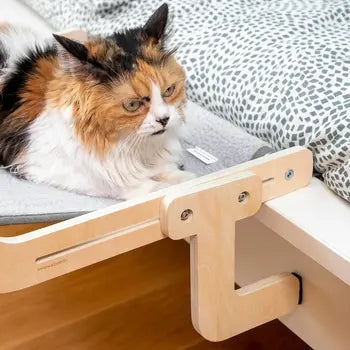 Chat installé dans le hamac Hamacat